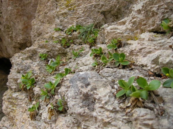 Primula auricula / Primula orecchia d''orso